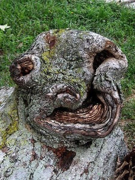 【爆笑】搞笑图片之树的搞笑图片,一棵棵树长的都很搞笑