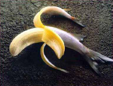 【巨搞笑】水果食物之搞笑香蕉图片,香蕉也疯狂。