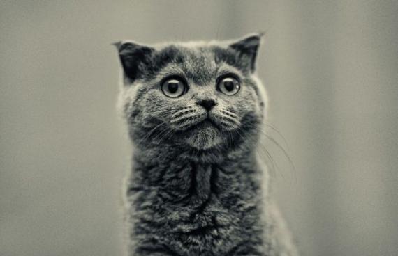 【劲爆】搞笑动物之趣味横生的猫咪图片