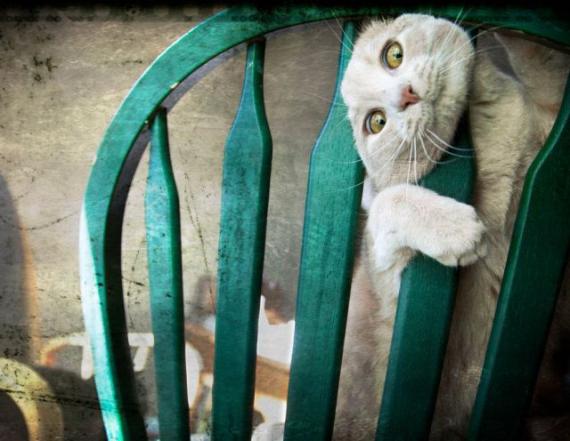 【劲爆】搞笑动物之趣味横生的猫咪图片