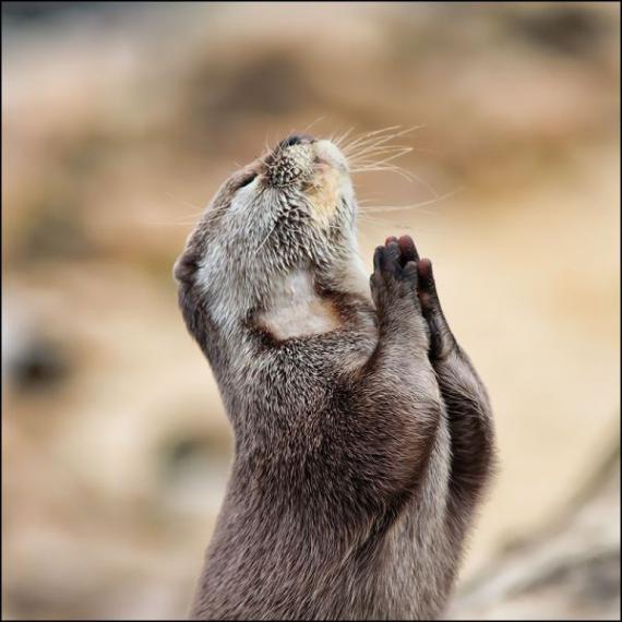 【幽默】搞笑动物之动物们的祈祷--动物图片