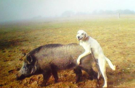 【BT】搞笑动物之动物奇趣图片搞笑无限！