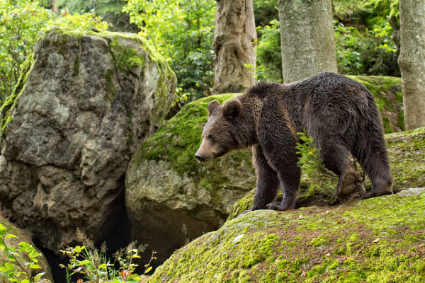 【超级搞笑】动物世界之熊出没注意,黑熊高清图片。