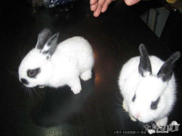 【拍砖】搞笑动物之可爱兔子图片,值得收藏