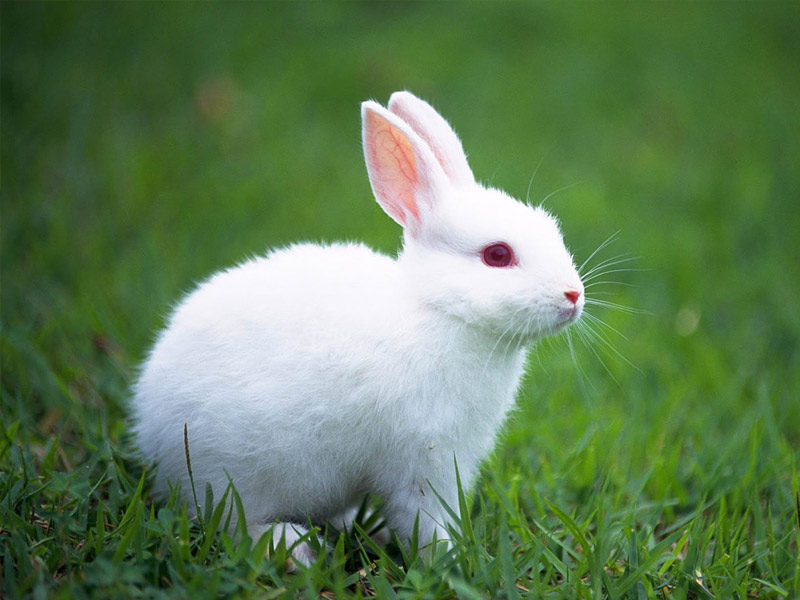 【拍砖】搞笑动物之可爱兔子图片,值得收藏