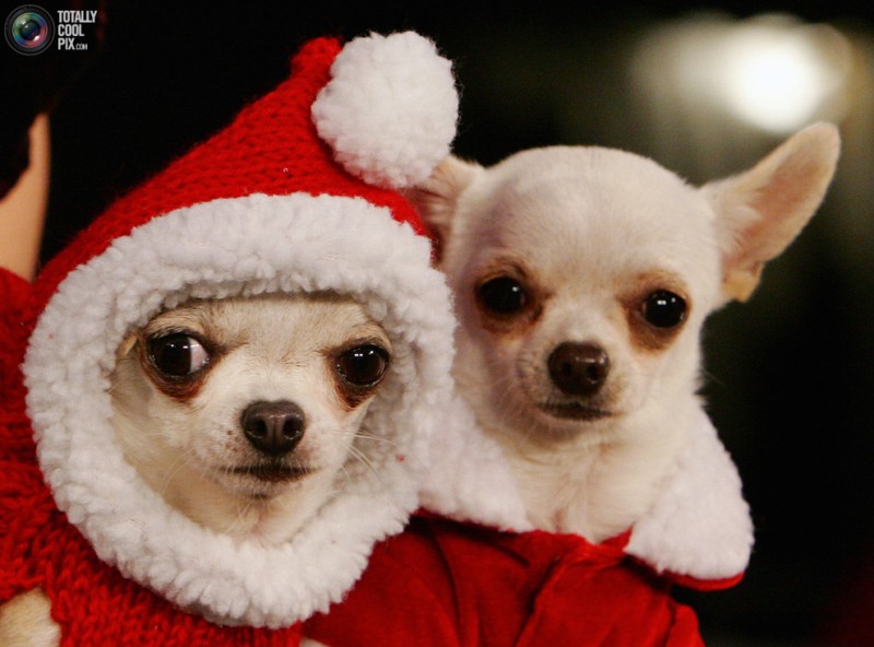 【狂顶】搞笑动物之新年新气象,宠物狗装扮聚会。