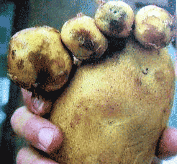 【狂顶】水果食物之幽默搞笑土豆照片,让你笑必露齿。