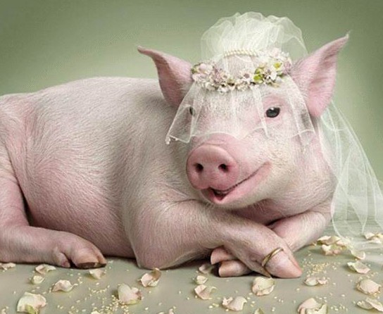 【逗B】搞笑动物之猪猪要嫁了,可惜嫁的不是你。