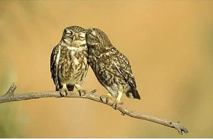 【狂赞】动物世界之小麻雀的大幸福,小麻雀小夫妻图片