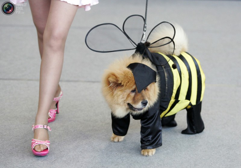 【狂顶】搞笑动物之新年新气象,宠物狗装扮聚会。