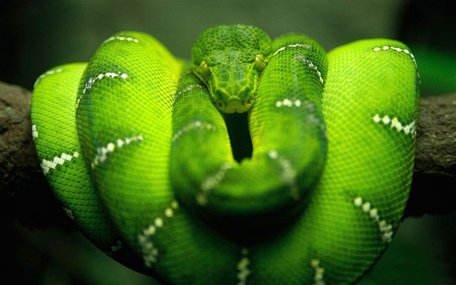 【BT】动物世界之蛇的图片--鬼蛇魅影,绿色传奇。