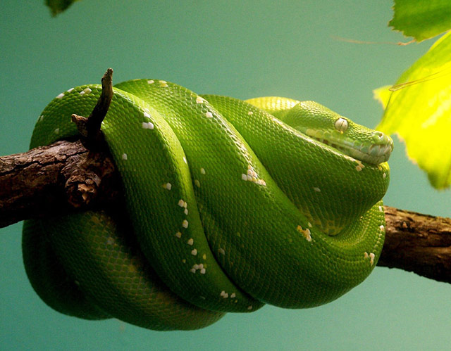 【BT】动物世界之蛇的图片--鬼蛇魅影,绿色传奇。