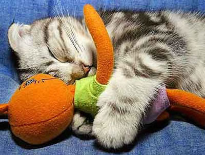 【狂赞】搞笑动物之可爱猫咪图片,很可爱,很天真。