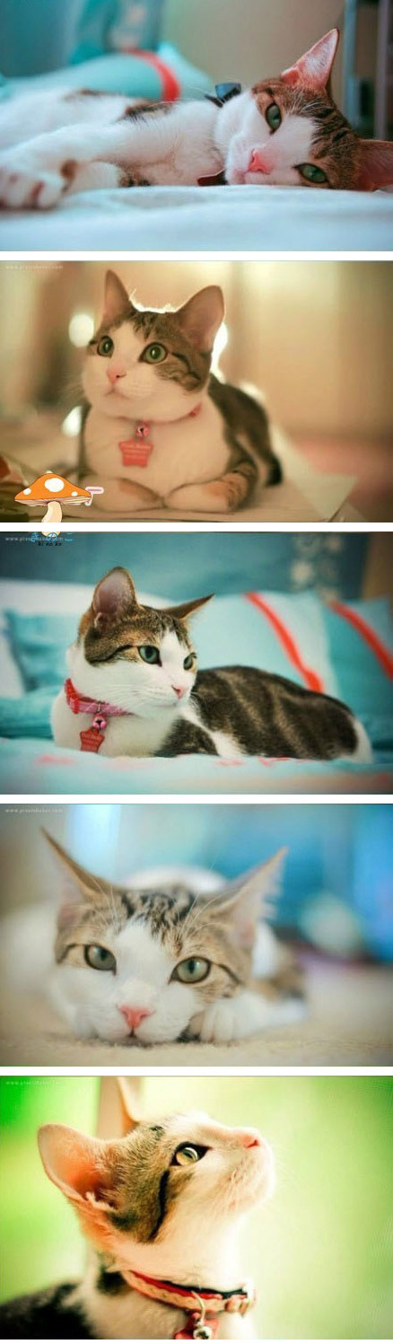 【无语】搞笑动物之卖萌的猫咪图片--喵星人的必杀技