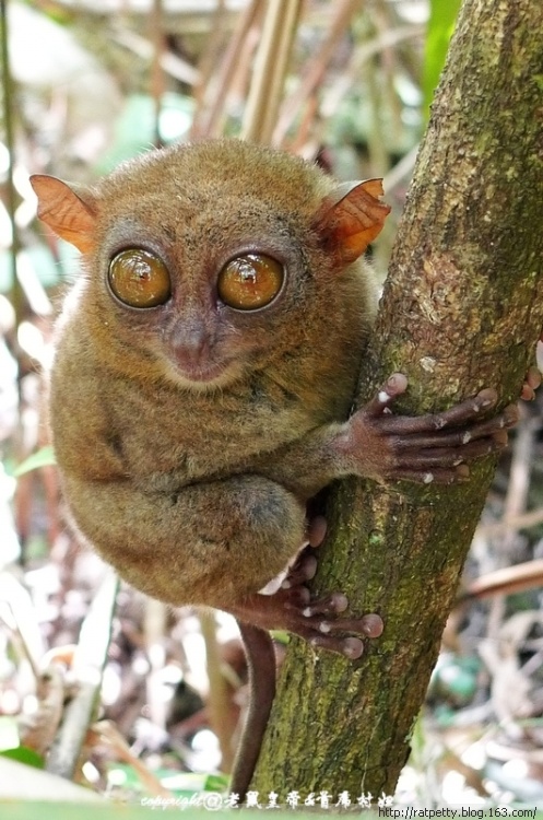 【Happy】搞笑动物之世界上最小最有文化的猴子——眼镜猴