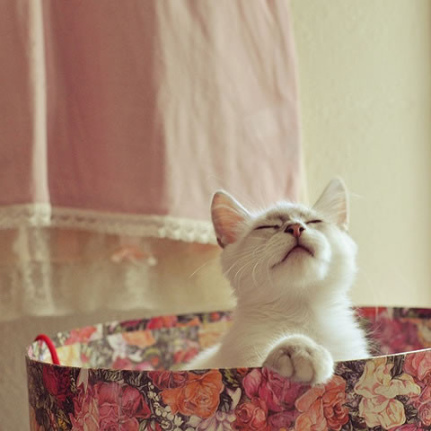 【狂赞】搞笑动物之可爱猫咪图片,很可爱,很天真。