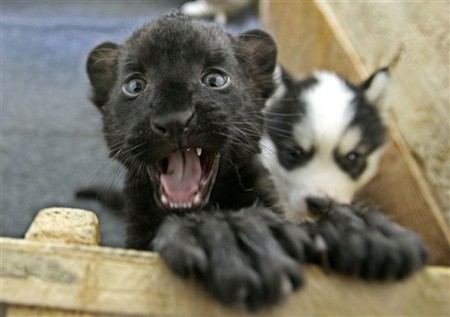【爆笑】搞笑动物之十大动物界最可爱的宝宝图片
