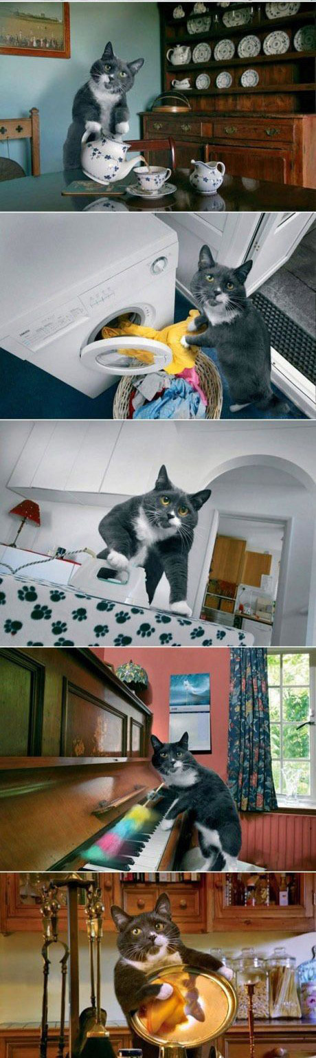 【小白】搞笑动物之2012年的猫咪无敌了