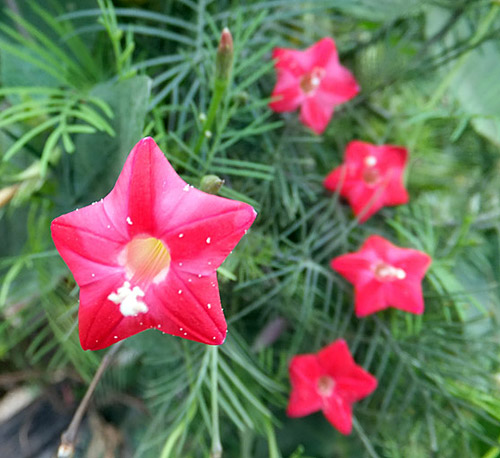 【Happy】搞笑图片之花开满地,遍地红。搞笑花卉图片