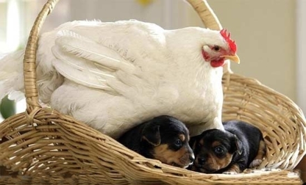 【晕倒】搞笑动物之动物图片无奇不有,母鸡抱出小怪来。
