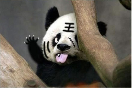 【拍砖】搞笑动物之恶搞大熊猫图片,真是犀利到家了。