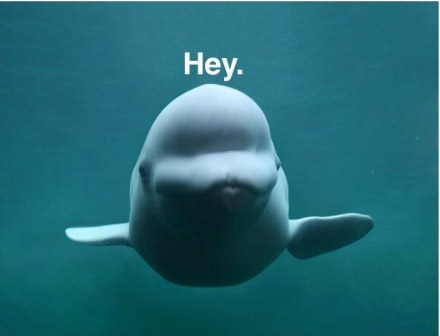 【巨逗】搞笑动物之一组搞笑的海豚图片,笑喷饭了