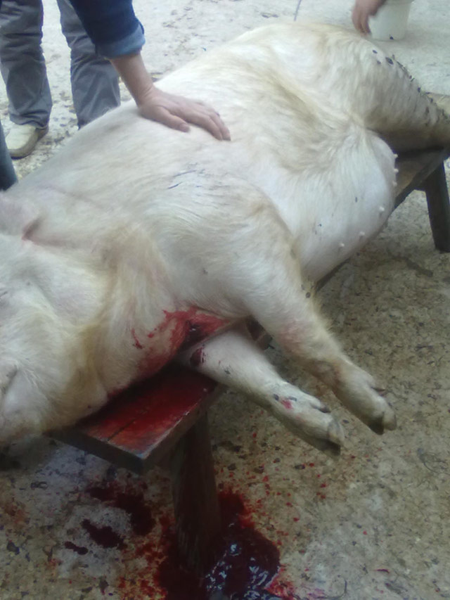 【晕菜】动物世界之杀猪图片,用杀猪刀杀猪,杀猪全过程报道！猪肉好吃但人类好残忍啊！