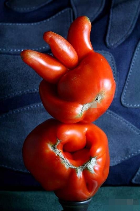 【狂赞】水果食物之长得超囧的西红柿搞笑图片
